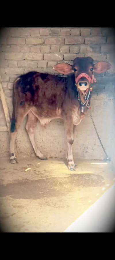 Jawana nasal . original nasal Wala 1.3 year old . sab Kuch kata Hy