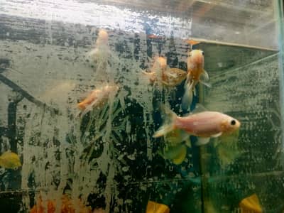 Betta fish and gold fish available
