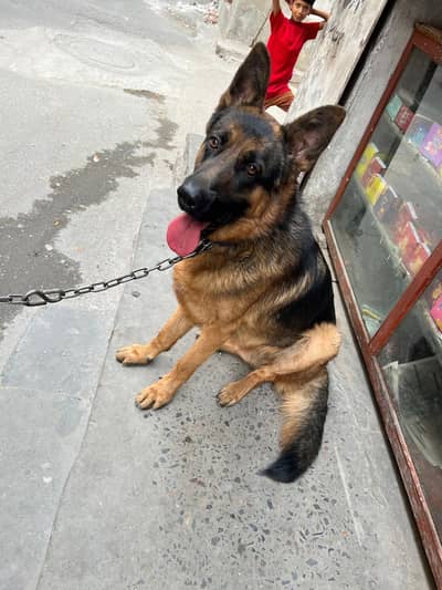German shepherd dog for sale