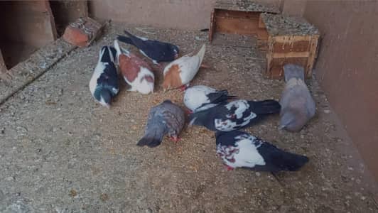 Different breed pigeons available for sale