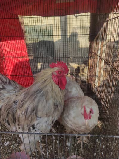 Bantam breeder pair