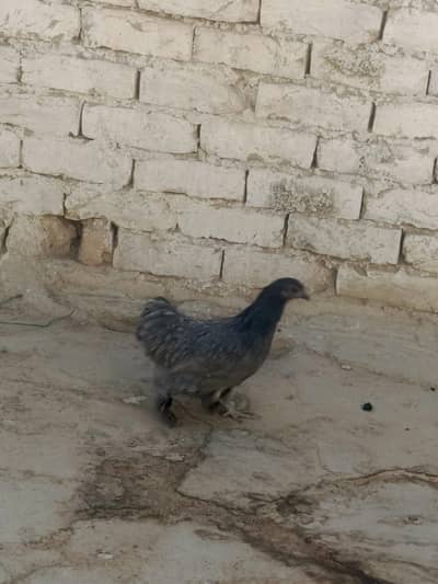 asli nasal Wala Baal Wala hen Hy 1 male 1 female hy