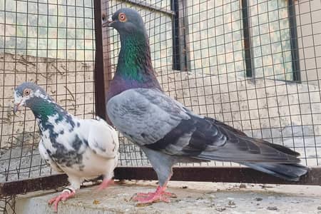 Nela Kamangr Nar Taddy Mada Pair For Sale