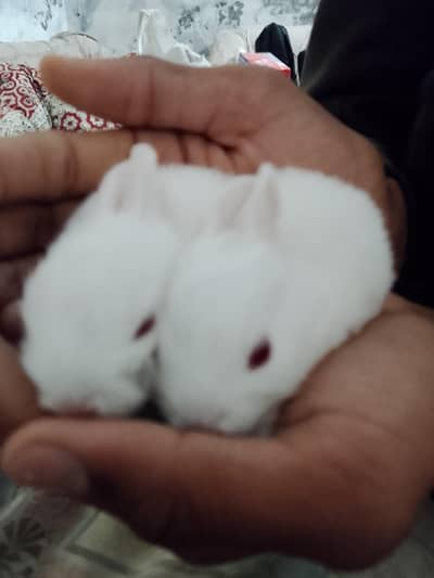 red eyes rabbits baby for sale location lahore
