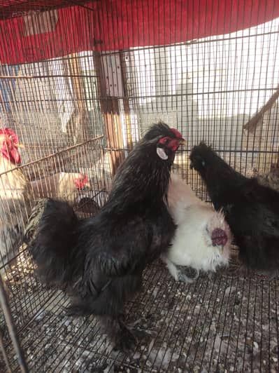 Black silkie breeder pair
