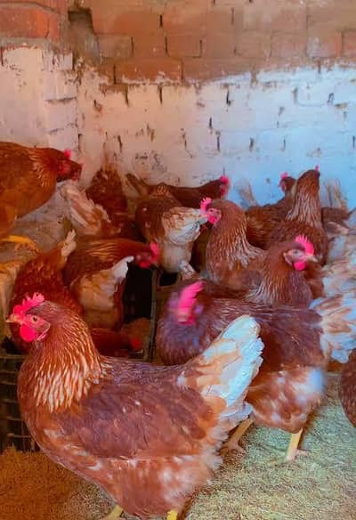 lohman browan agges and hens for salle