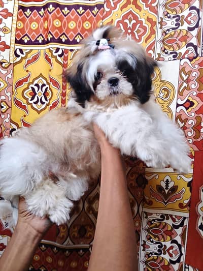 shizu puppies available