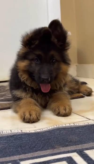 German Shepherd Puppies  Call 0 WhatsApp