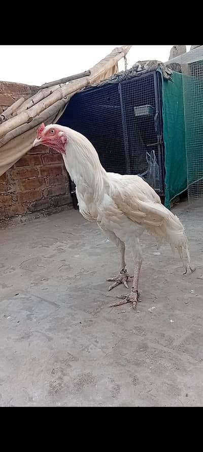 top qulity white heera aseel  Male phatha 0/3/0/0/9/4/0/2/9/4/0