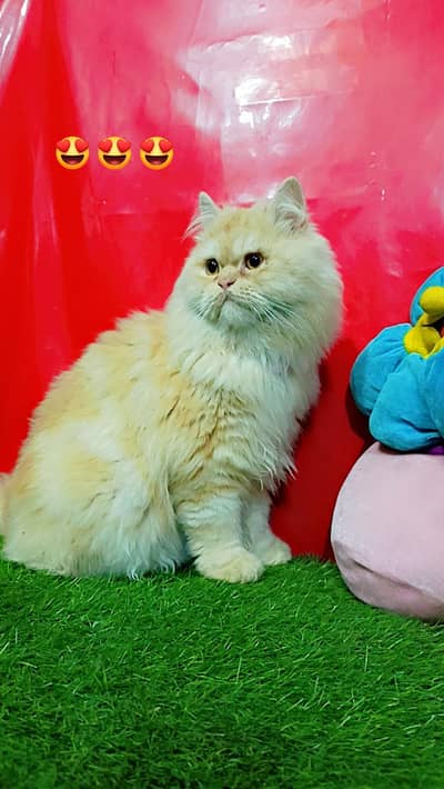 Persian Long Coated Beautiful Cats