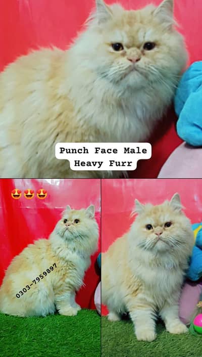Persian Punch Face Male Cat