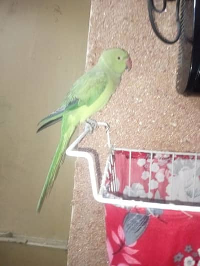 my raw parrot for sale
