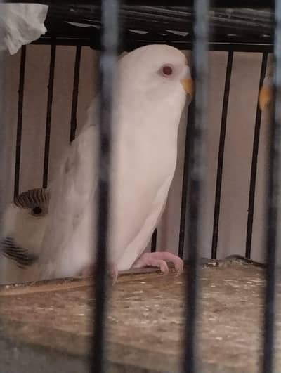 Red Eye Female pair with shiny sky blue Male black eyes