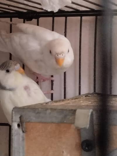 Red Eye Female pair with shiny sky blue Male black eyes