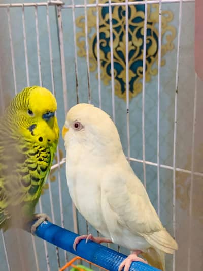 Budgies king size breeder