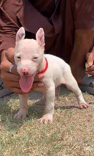 what about your mail for sale