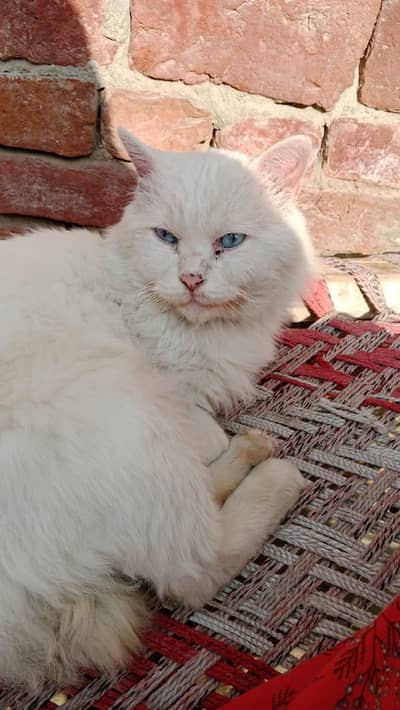 cat male blue eyes