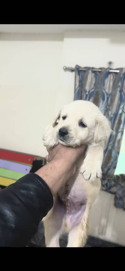 Labrador puppies for sale location lahore