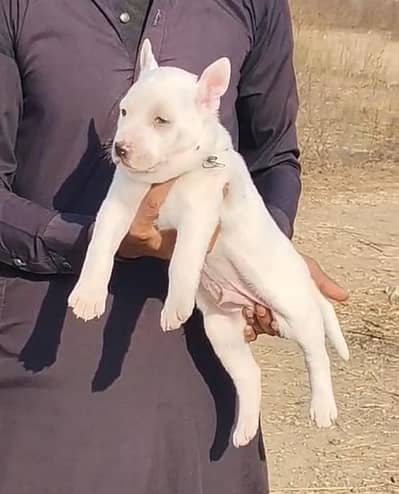 what is gultair mail for sale