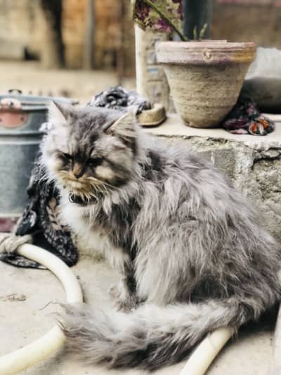 Persian cat Grey and white