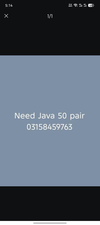 Java Finches white silver