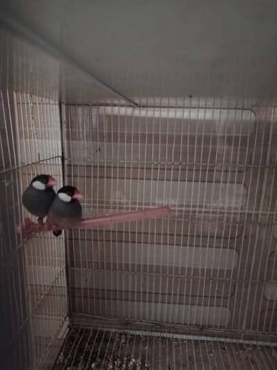 selling my breeding pairs