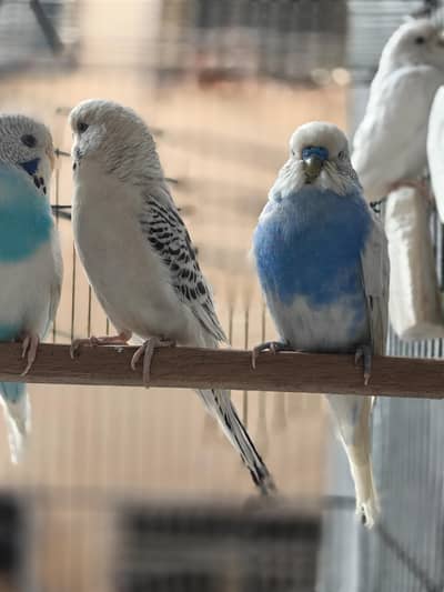 Undersize Budgies