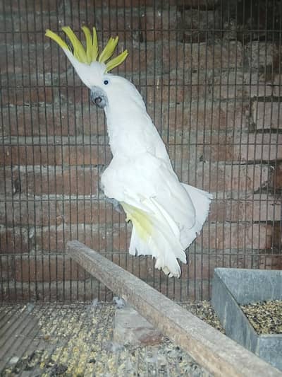 triton cacatto semi tame male