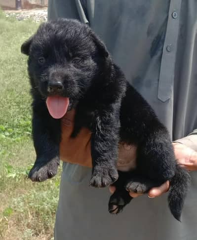 German Shepherd mail for sale