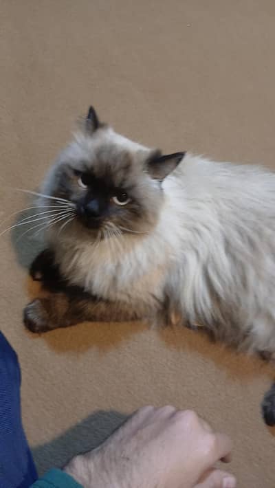 Ragdoll Cat for sale