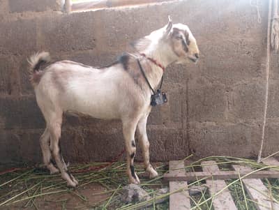 Teddi,teddy ablak breeder Bakra barbari Ando tedy