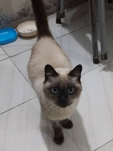 Siamese cat