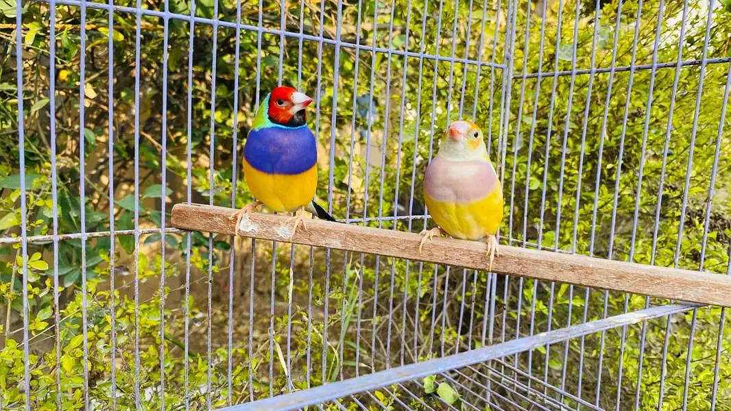 Gouldian breeding exhibition bird big size  pair