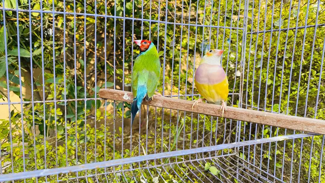 Gouldian breeding exhibition bird big size  pair — photo 3
