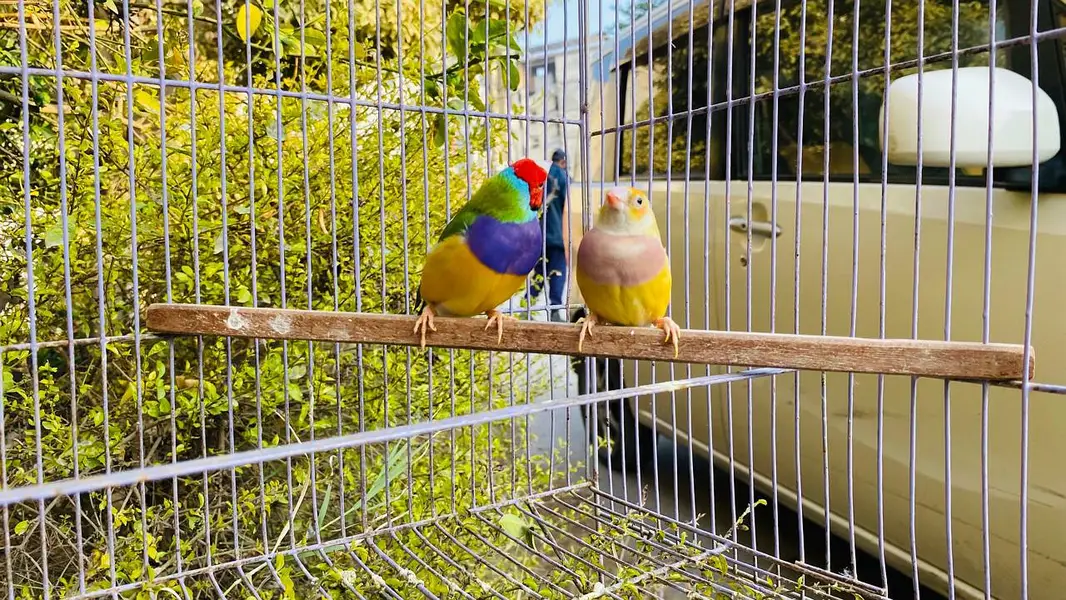 Gouldian breeding exhibition bird big size  pair — photo 4