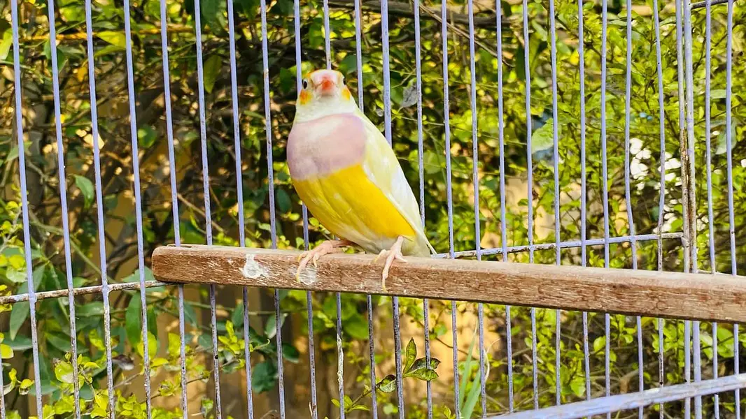 Gouldian breeding exhibition bird big size  pair — photo 5