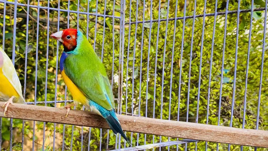 Gouldian breeding exhibition bird big size  pair — photo 6