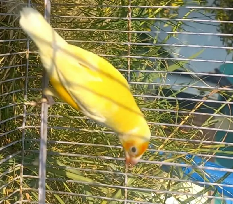 Gouldian breeding exhibition bird big size  pair — photo 7