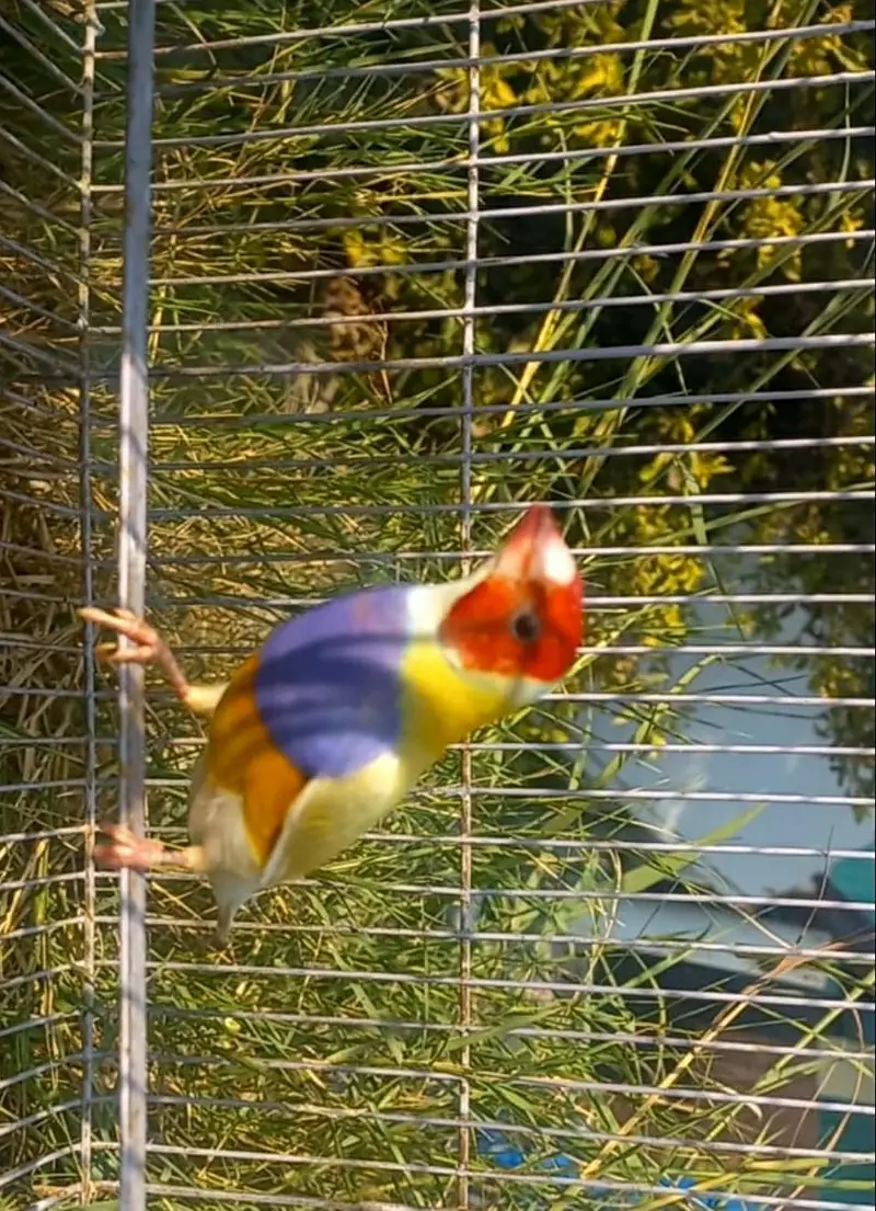 Gouldian breeding exhibition bird big size  pair — photo 8