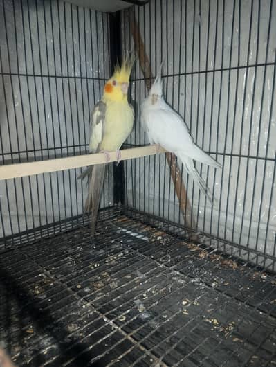 coctail baredr pair for sall ha fellwo ka male Eno ki feml 03010460377