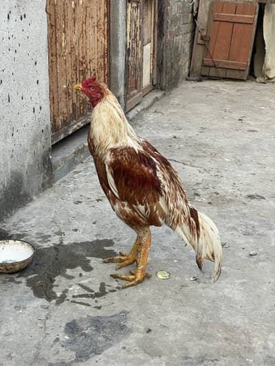 Bohat zihada mazboot ha