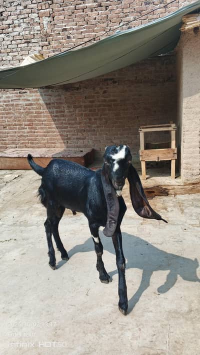 Pure beetal Amratsari