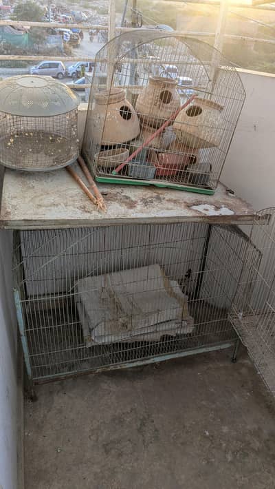 lovebirds fisher breeder pair with cage for sale And 2 cages for sale