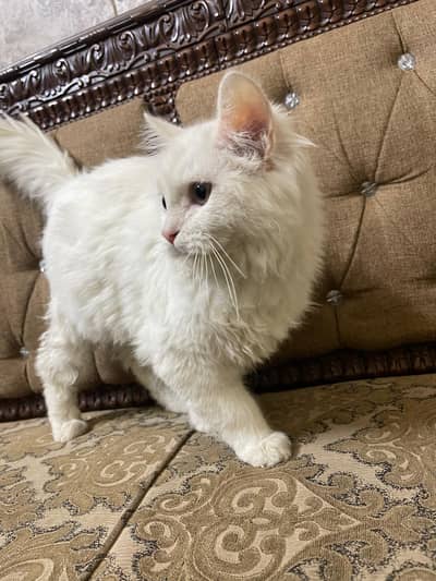 Persian Cat Tripple Coated