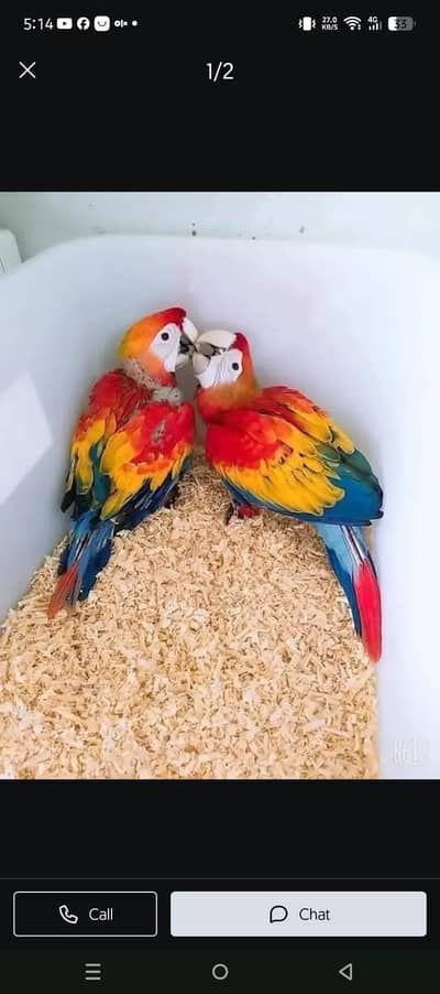 red macaw parrot cheeks for sale 0349=6826=931