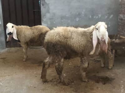 Sargodha kajla pair for sale