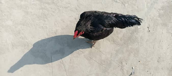 Mushka male female with three chicks