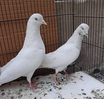 patti wale teddy gola