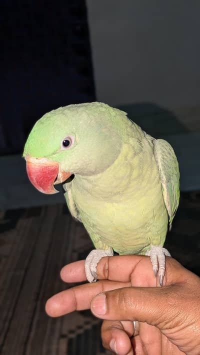 kashmiri Talking parrot