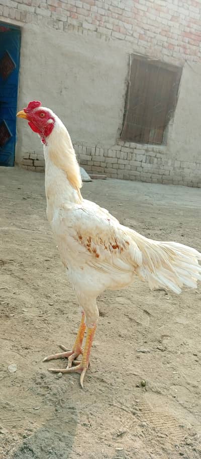 aseel lakha murga ha bohot khubsorat ha